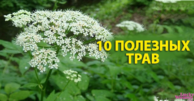 10 трав, которыми стоит запастись на зиму
