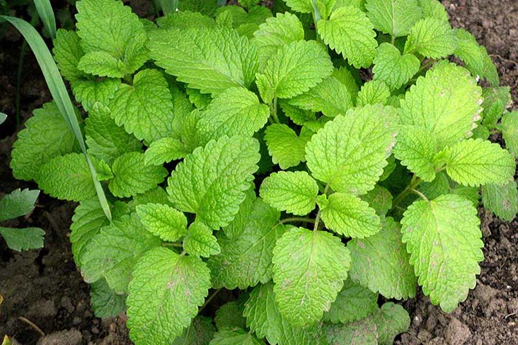 7 полезных продуктов, которые помогут сбалансировать женские гормоны