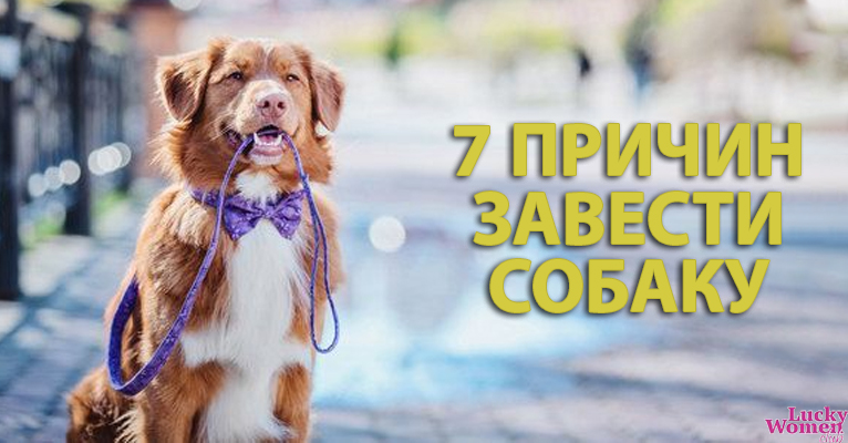 После этих 7 доводов вы захотите завести собаку!