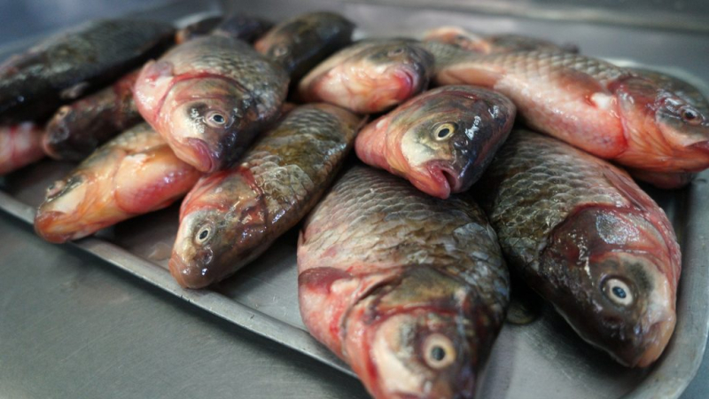 Топ-5 продуктов с повышенным содержанием белка