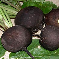 Черная редька посадка и уход