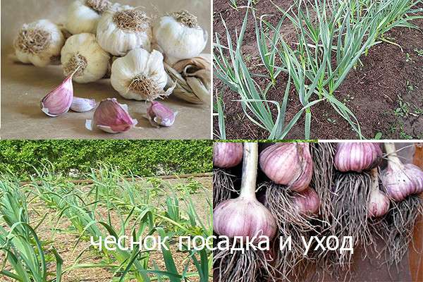 Чеснок посадка и уход