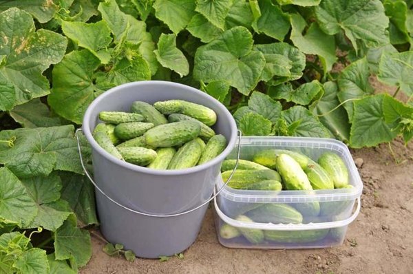 Хлебная подкормка для огурцов: как приготовить, чтобы повысить урожай на 20%