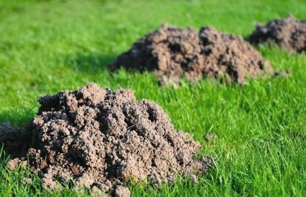 Избавиться от слепышей на участке помогут результативные способы борьбы