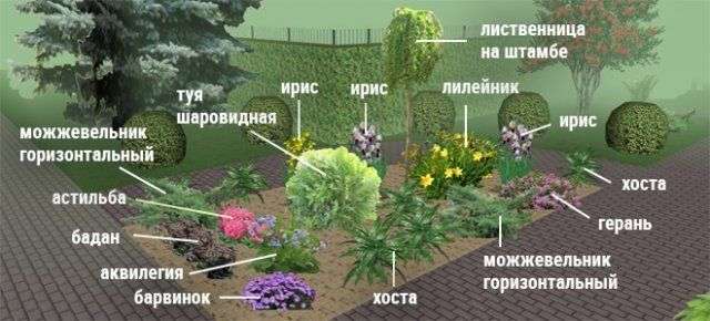 Клумбы непрерывного цветения &ndash; схемы с описанием цветов