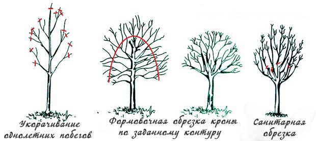 Обрезка плодовых фруктовых деревьев