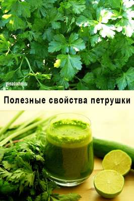 Полезные свойства петрушки
