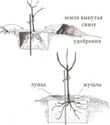 Посадка вишни