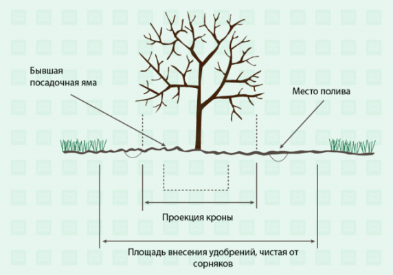 Школа Огорода: главное о сорняках &ndash; виды, вред и как бороться