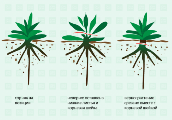 Школа Огорода: главное о сорняках &ndash; виды, вред и как бороться