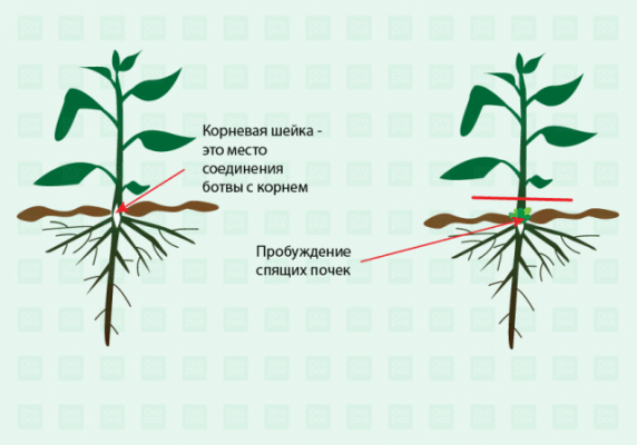 Школа Огорода: главное о сорняках &ndash; виды, вред и как бороться