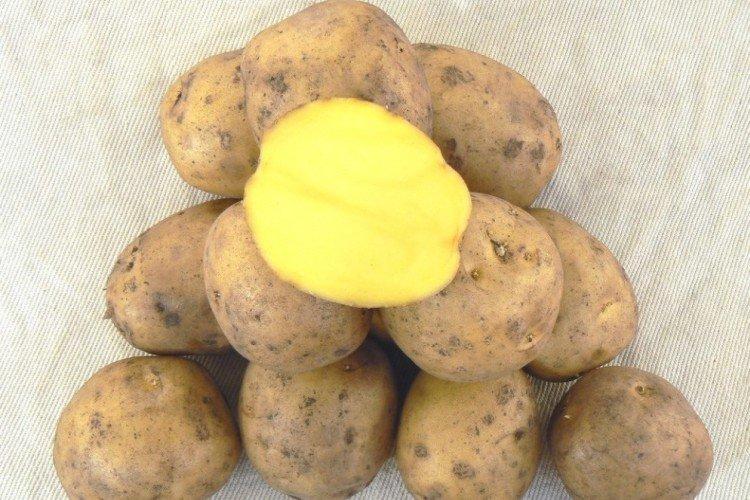 Сорта картофеля для посадки