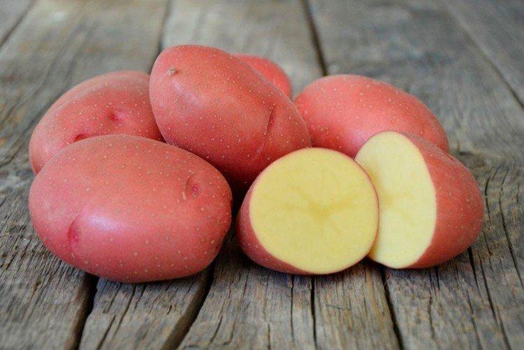 Сорта картофеля для посадки