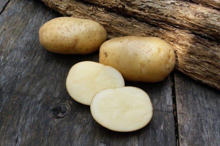 Сорта картофеля для посадки