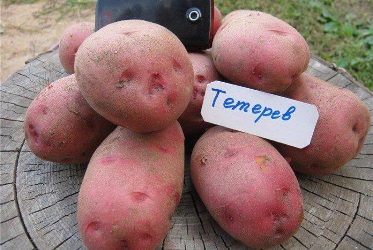 Сорта картофеля для посадки