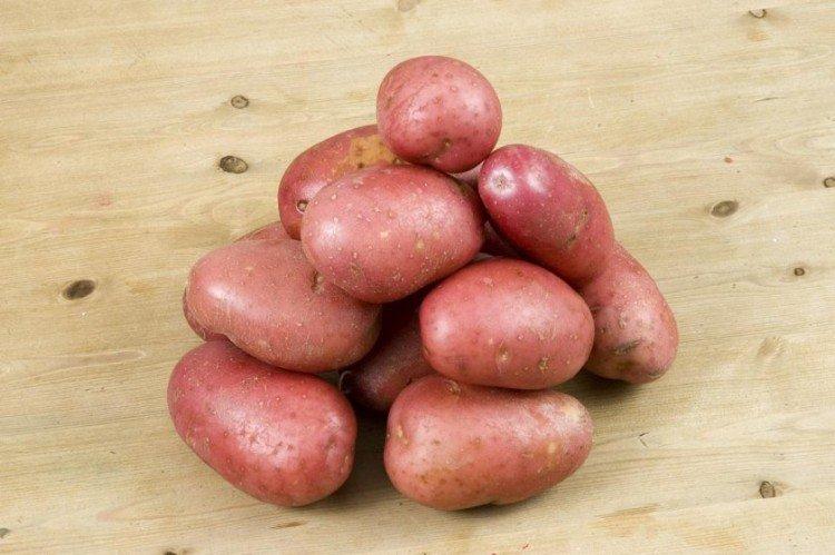 Сорта картофеля для посадки