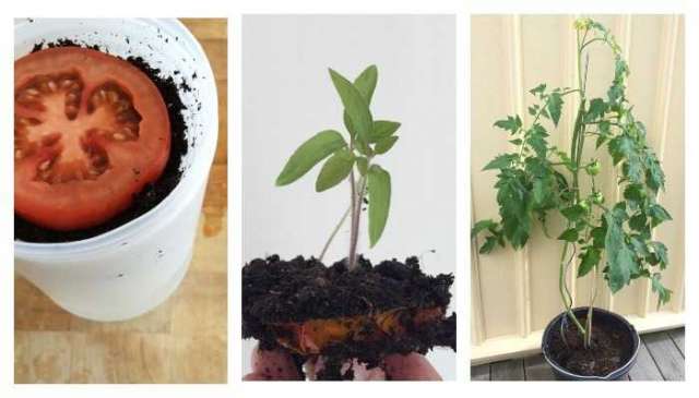 Вкуснейшие томаты круглый год, которые сможет вырастить каждый