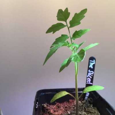 Вкуснейшие томаты круглый год, которые сможет вырастить каждый