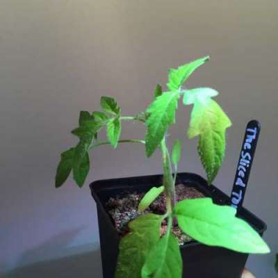 Вкуснейшие томаты круглый год, которые сможет вырастить каждый
