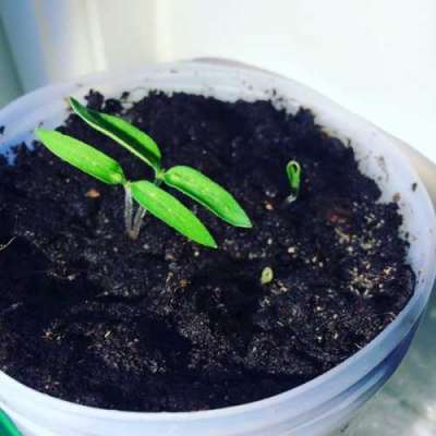 Вкуснейшие томаты круглый год, которые сможет вырастить каждый