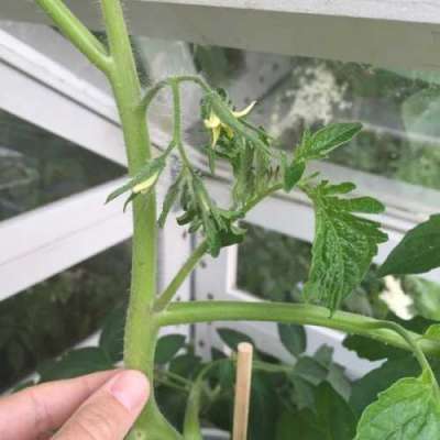 Вкуснейшие томаты круглый год, которые сможет вырастить каждый