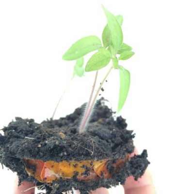 Вкуснейшие томаты круглый год, которые сможет вырастить каждый